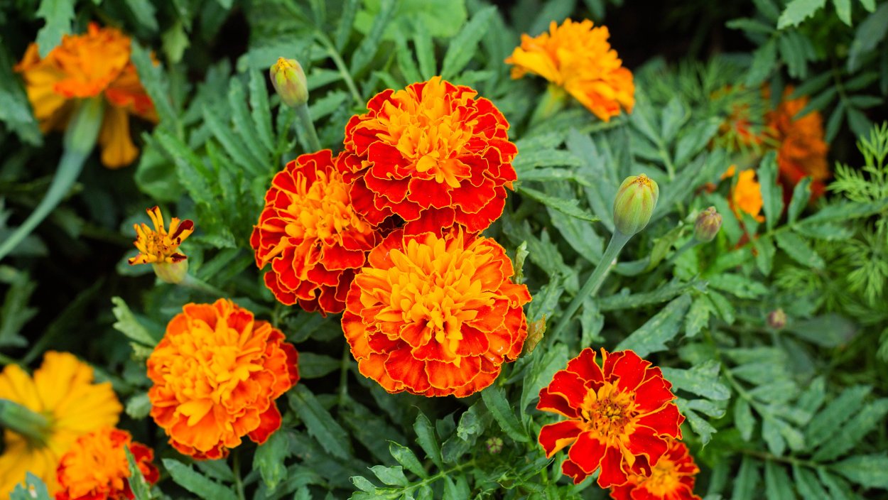 Календула, бархатцы Garden Marigold