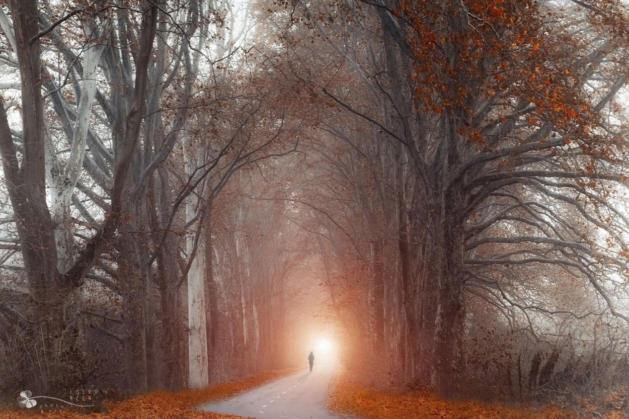 Природа чёрно белая осень