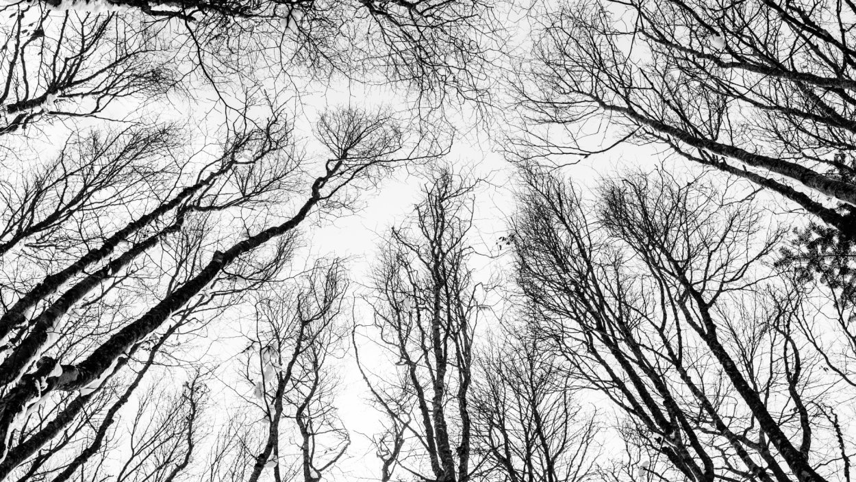 Дерево черно белое