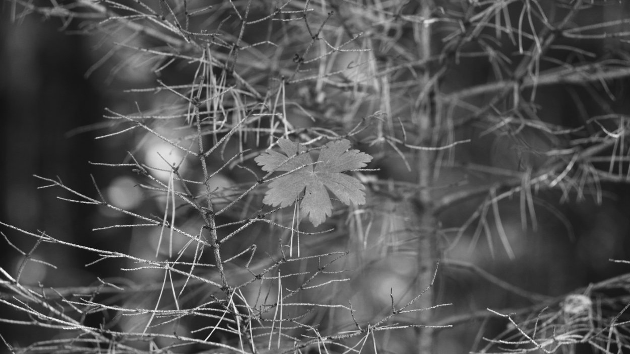 Листопад черно белый