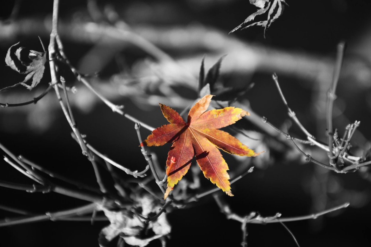 Кленовый лист на черном фоне