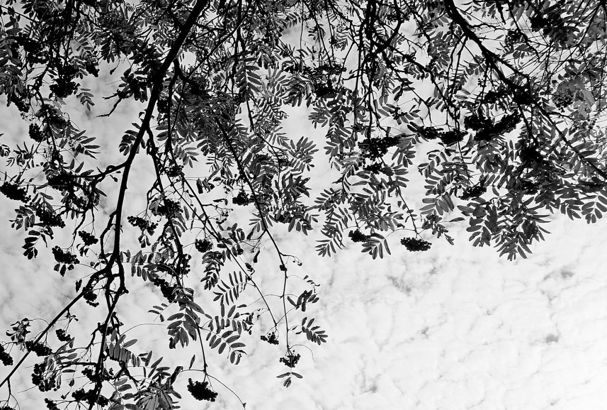 Осень в черно белом цвете