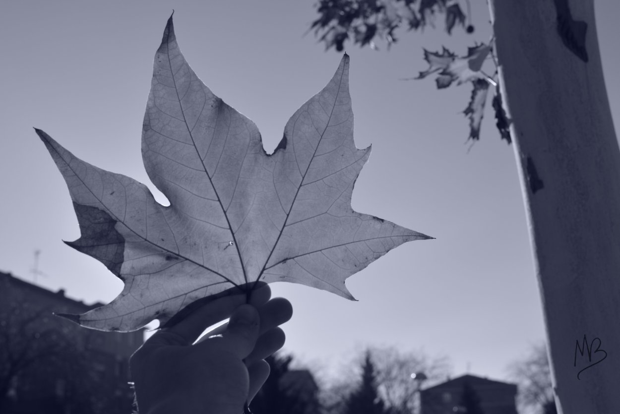 Листья чёрно белые