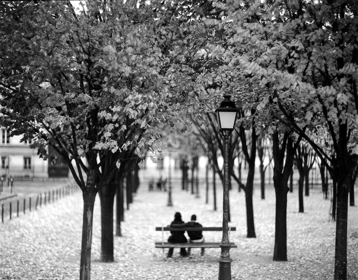 Черно белая аллея