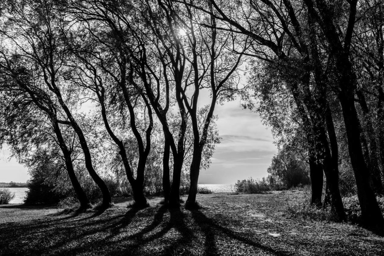 Осенний пейзаж черно белый