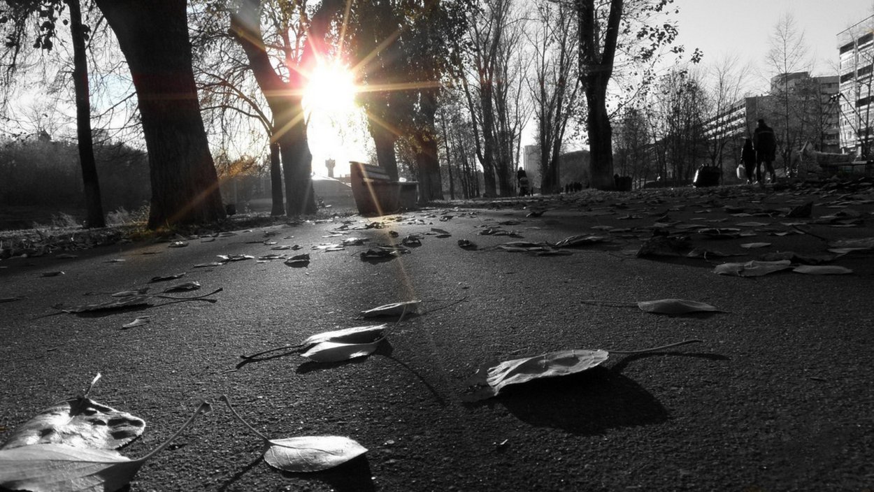 Черно-белая осень в городе