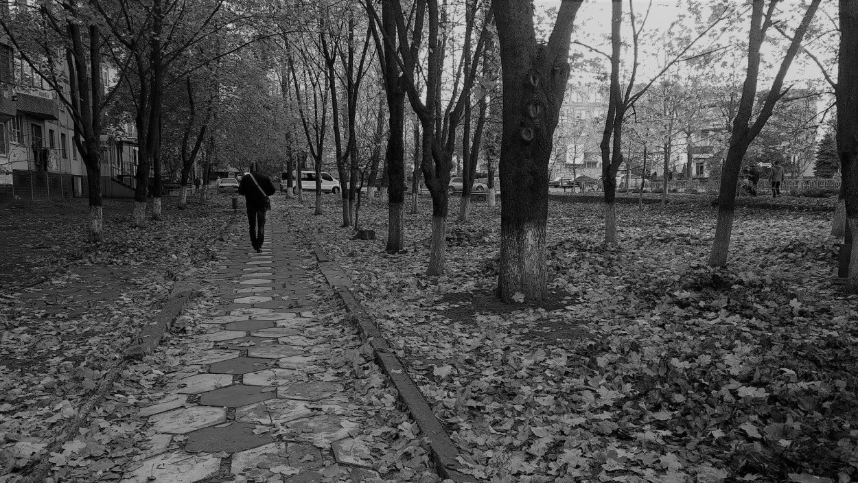 Осень черно белые картинки