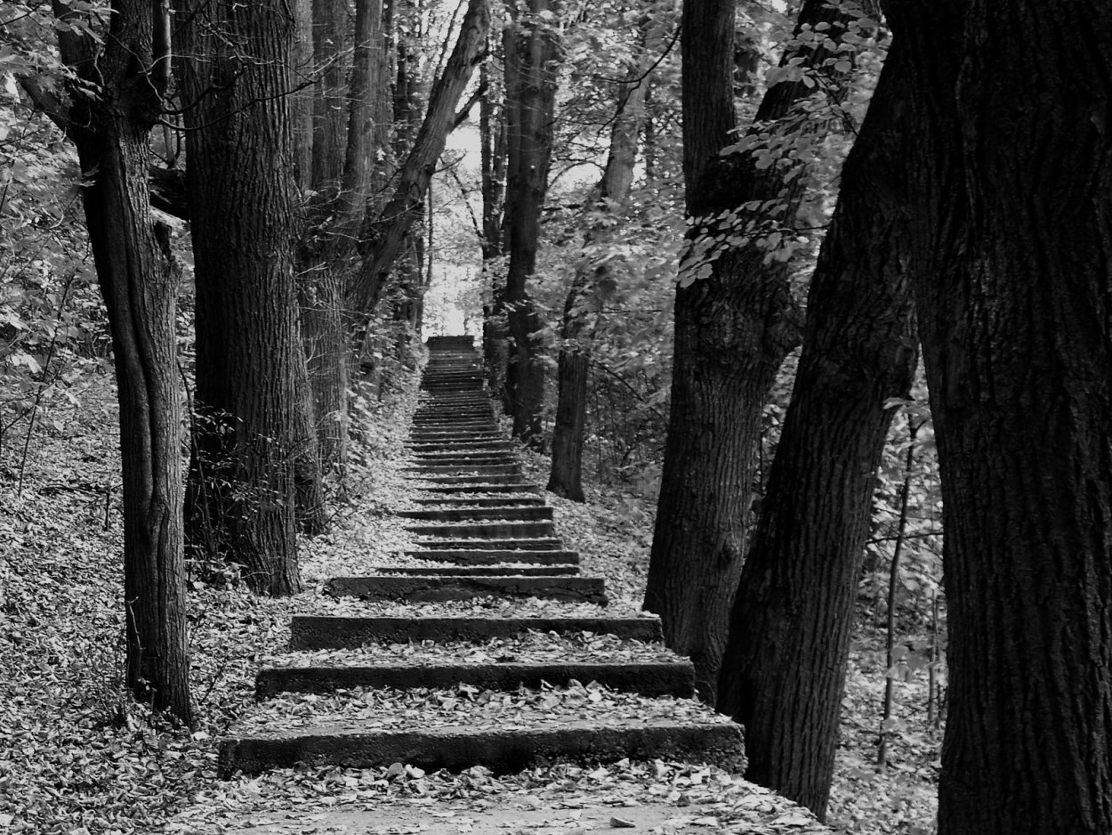 Парк черно белый