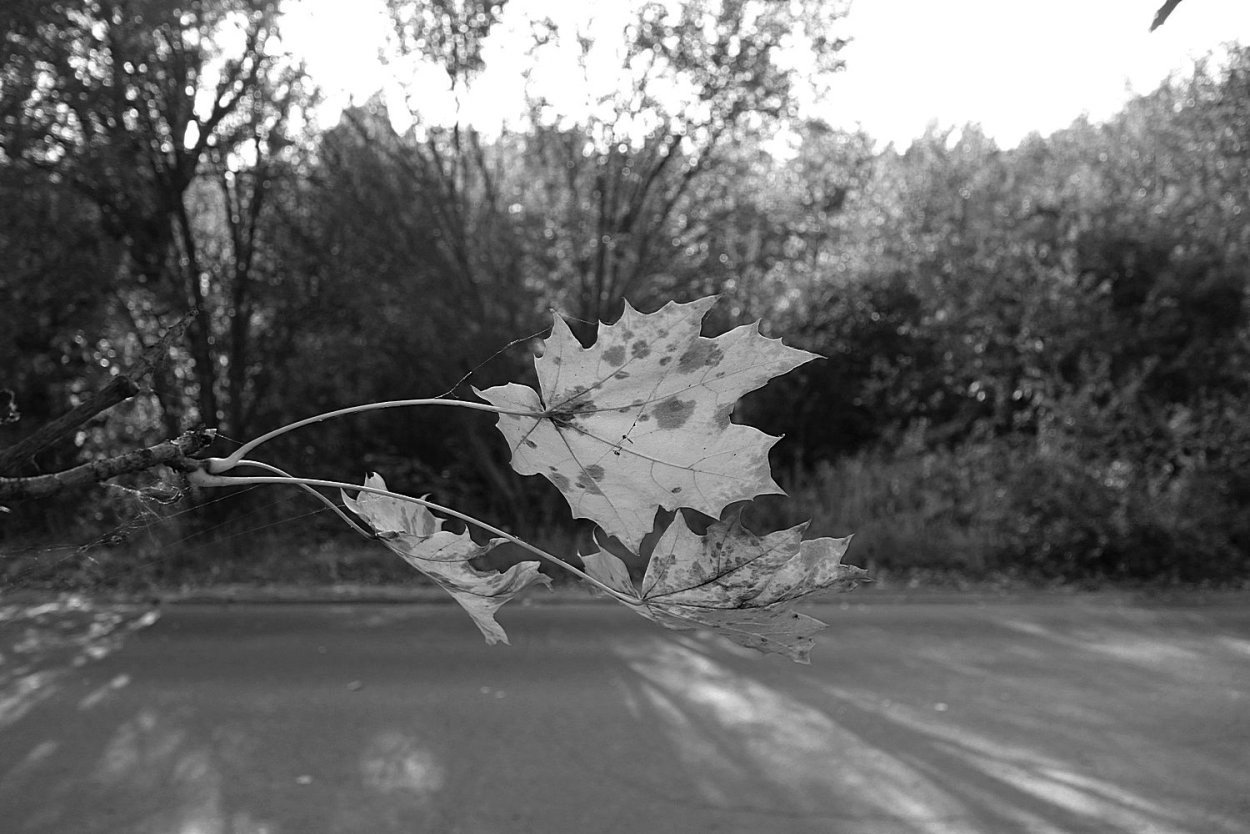 Белая осень