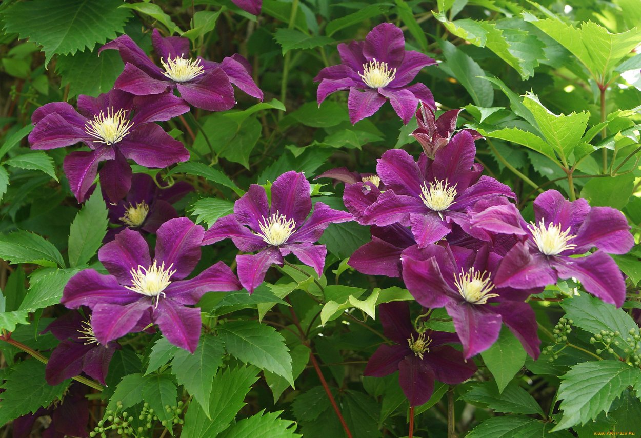 Клематис Ломонос