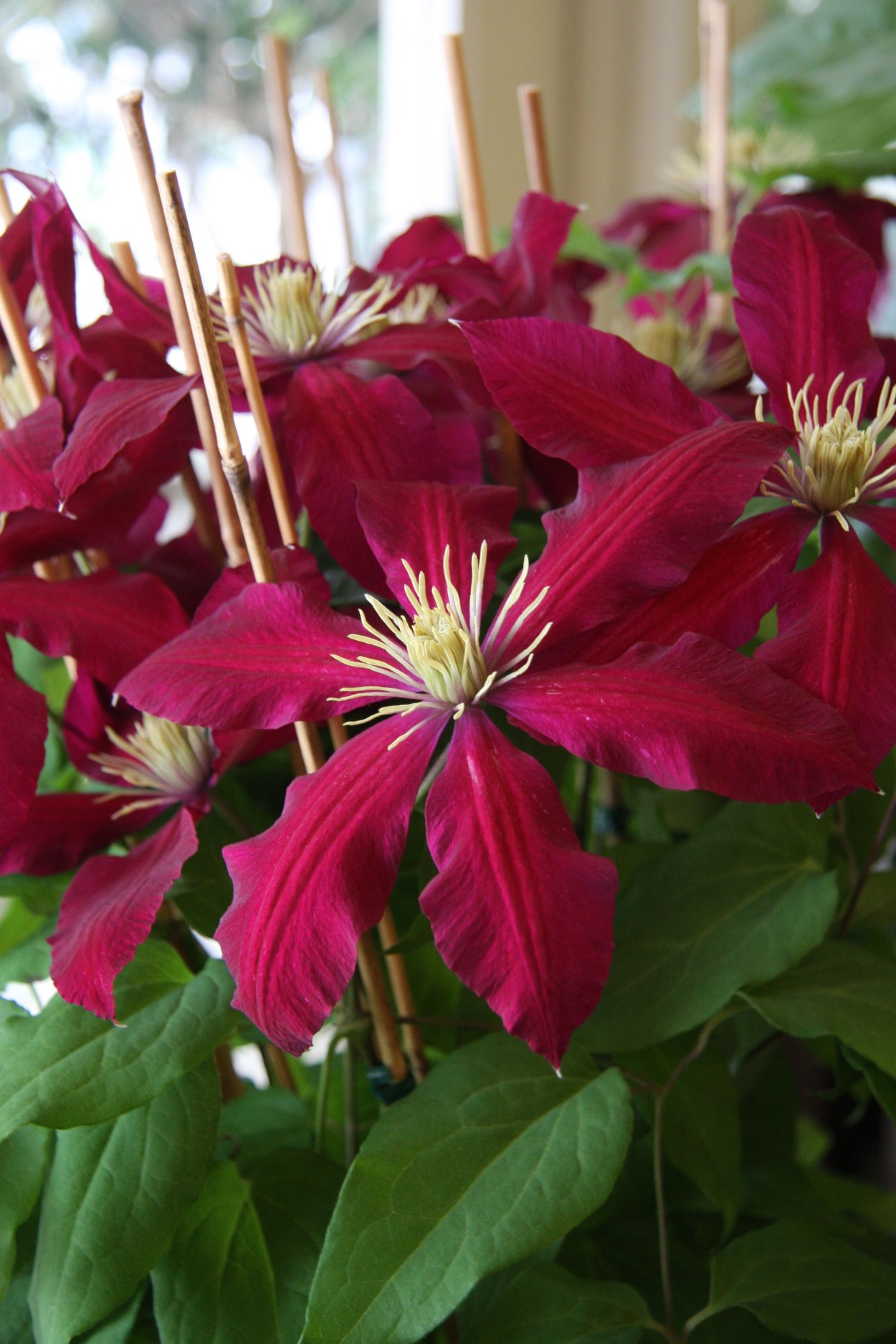 Клематис Westerplatte (Вестерплатте)