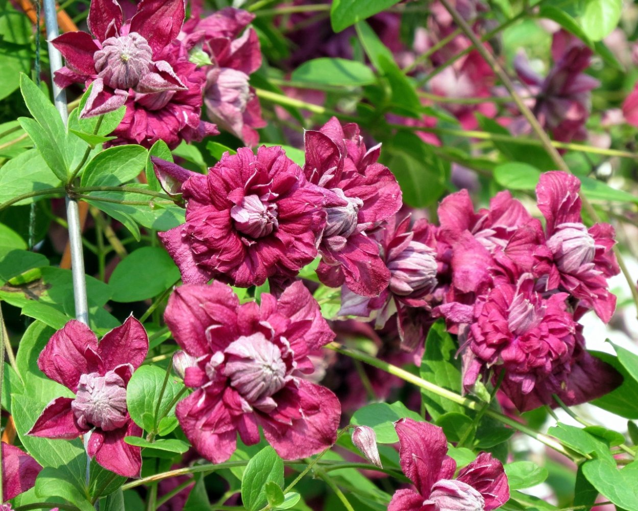 Клематис Niobe