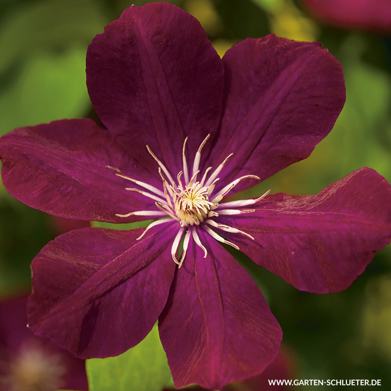 Макросъемка клематиса