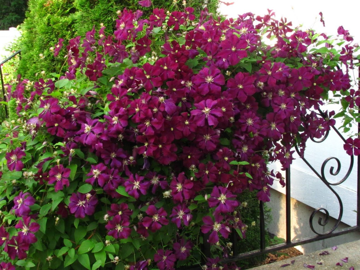 Клематис Кардинал