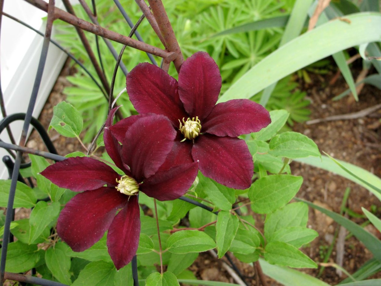 Клематис Warszawska Nike