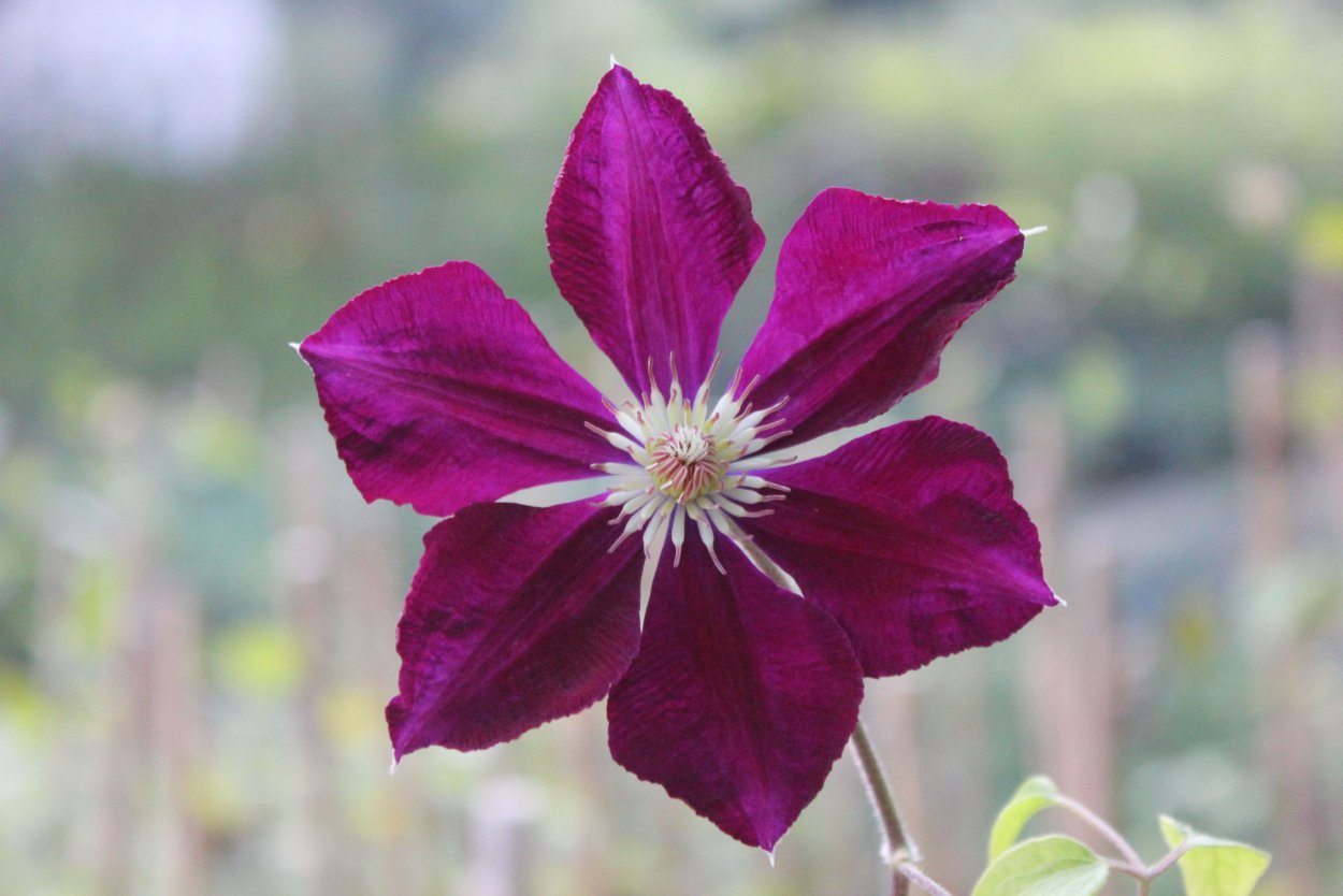 Клематис микелите