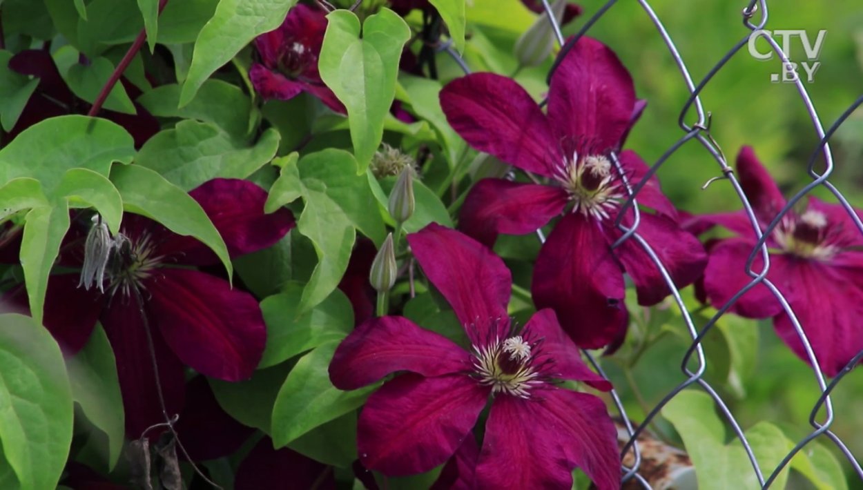 Обои клематис 8