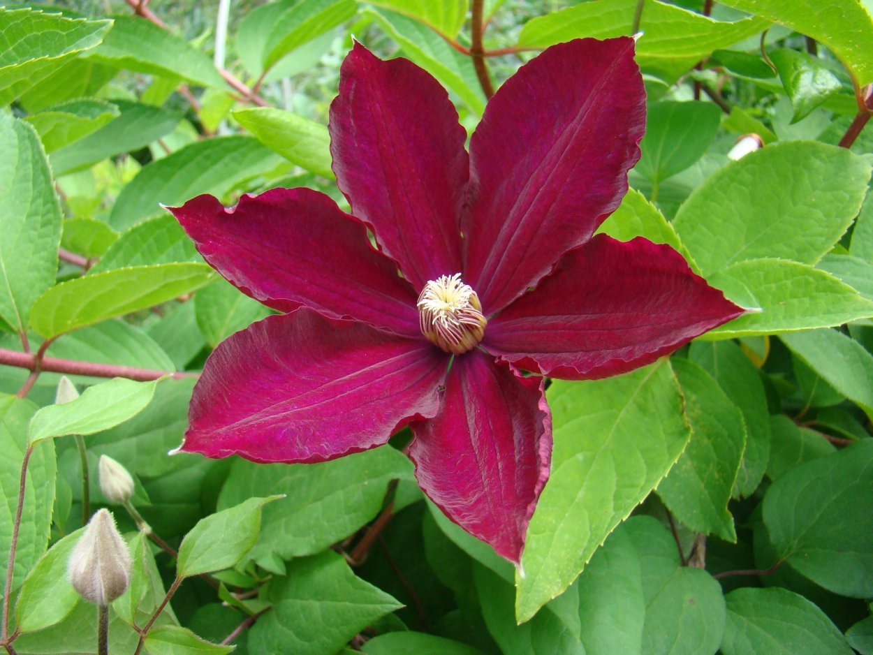 Клематис Jiska