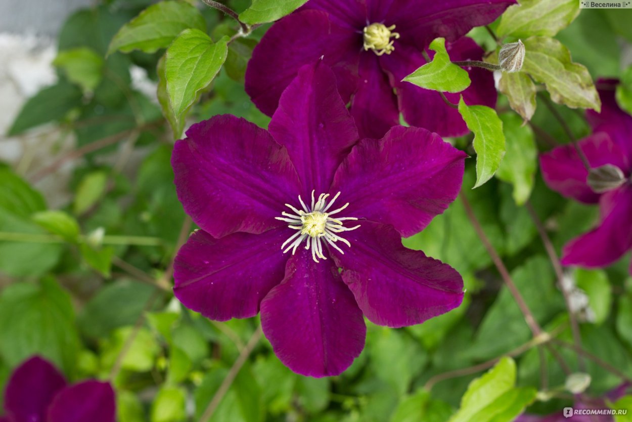 Клематис дикий