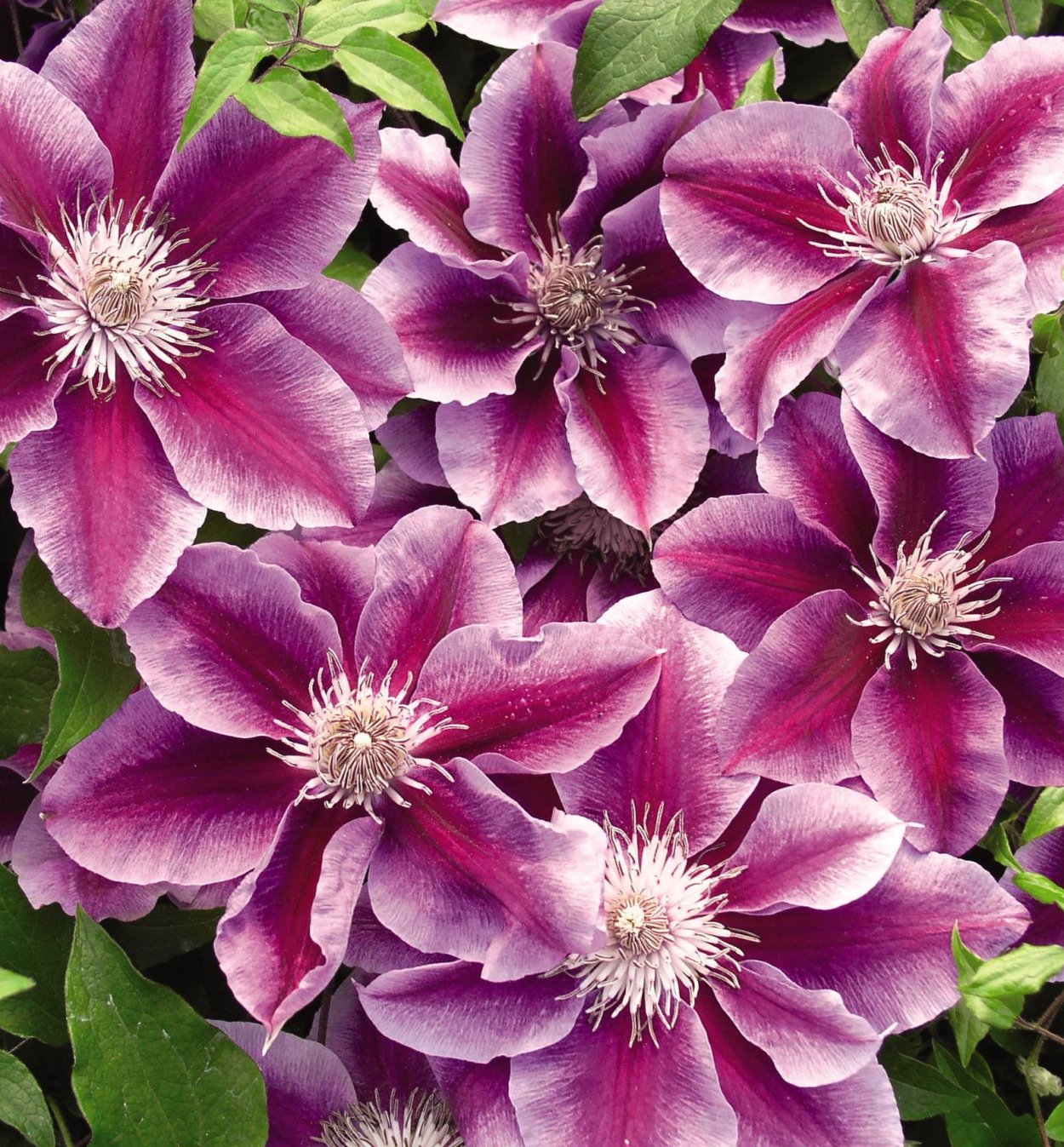 Клематис Black Prince