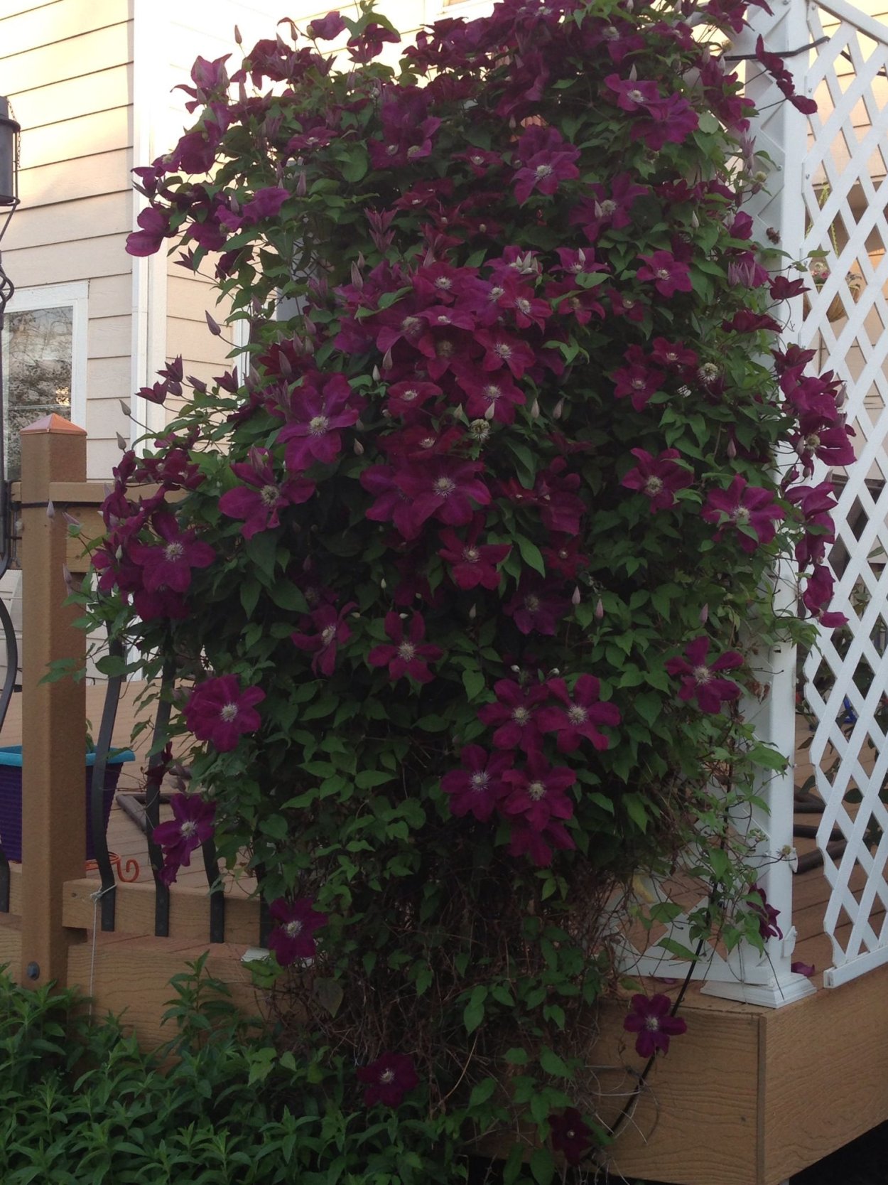 Клематис Niobe