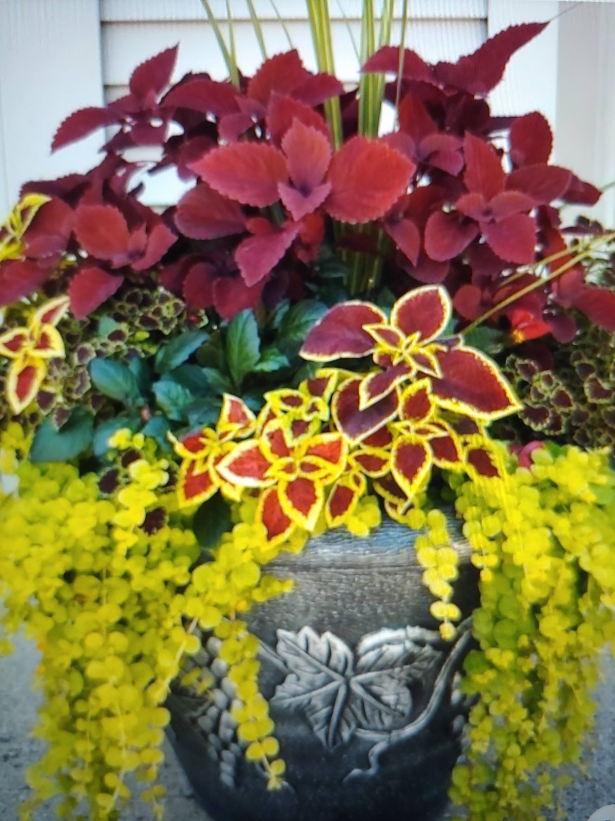 Колеус и бегония