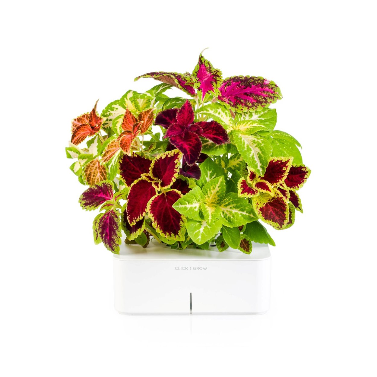 Колеус Keystone kopper