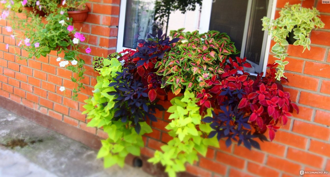 Колеус ампельный