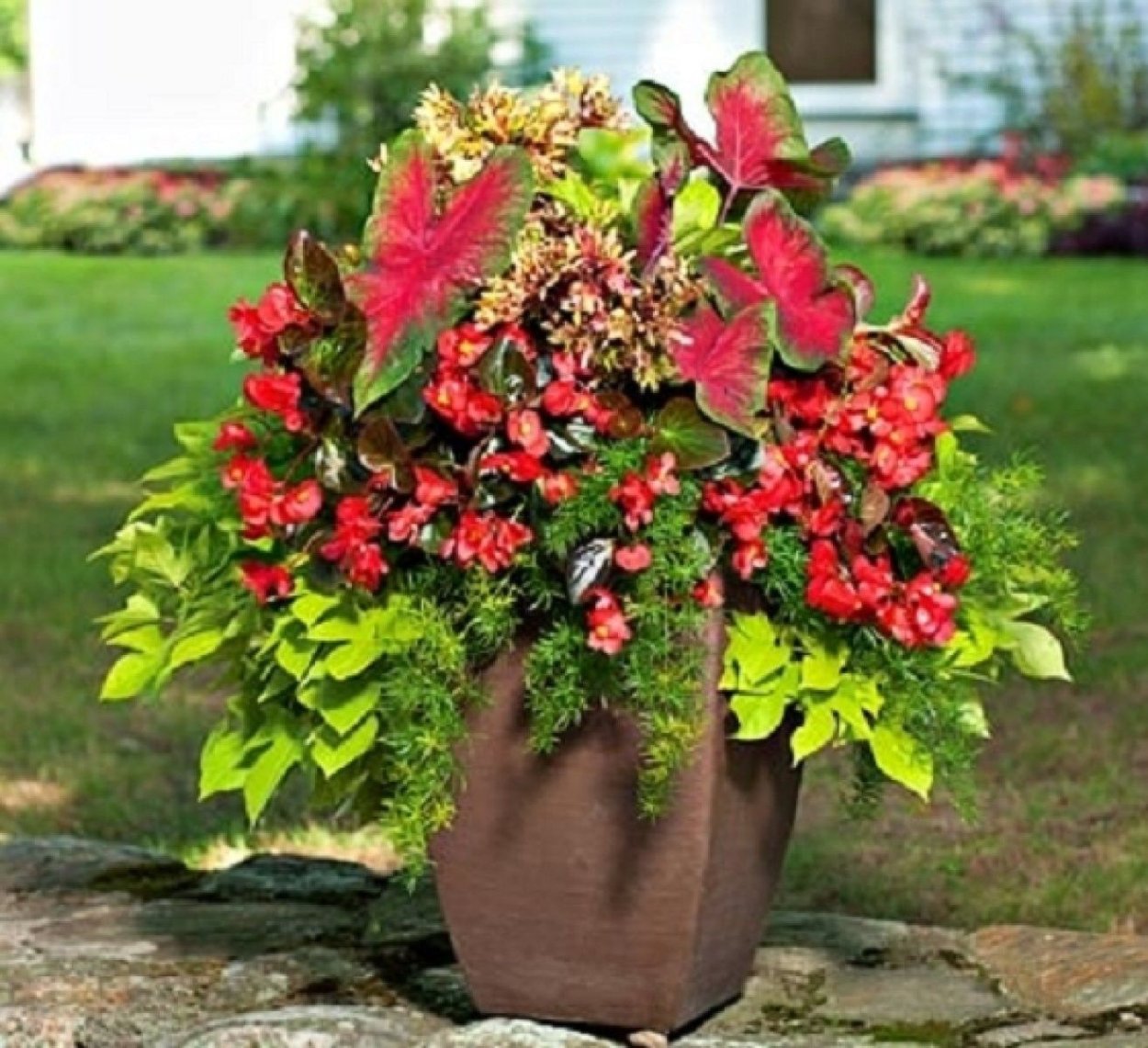 Колеус Coleus Pineapple Surprise