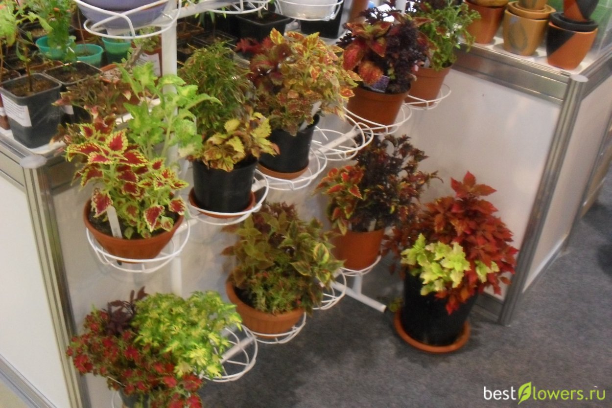 Колеус цветок на грядке