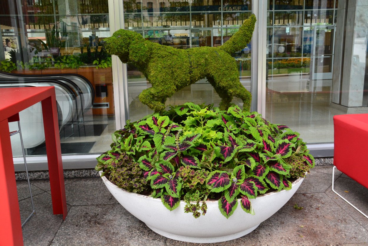 Плющ дихондра колеус