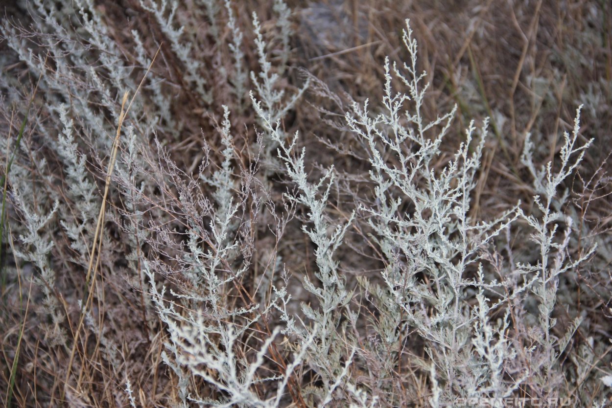 Полынь Степная Крымская