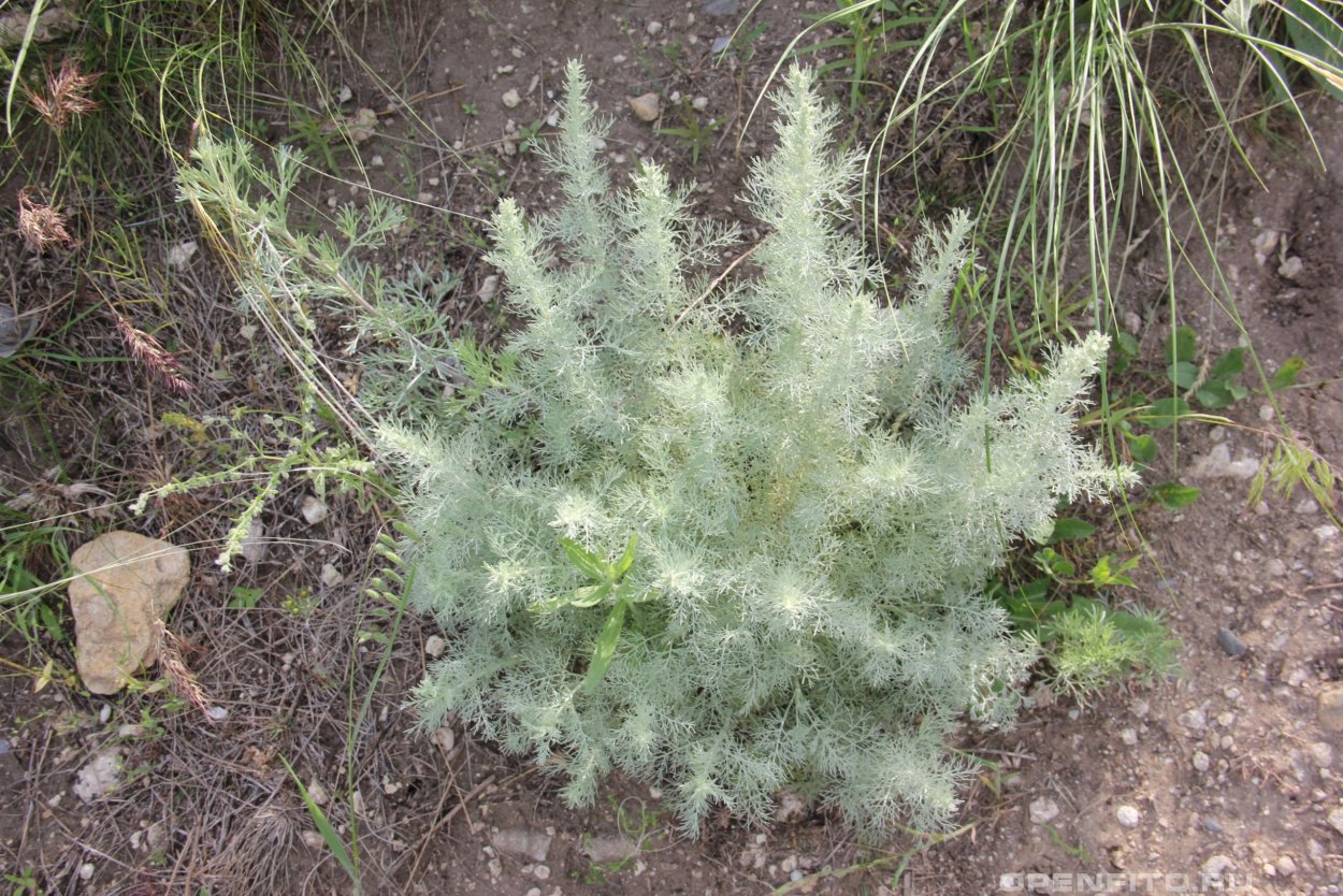 Полынь Таврическая Крымская