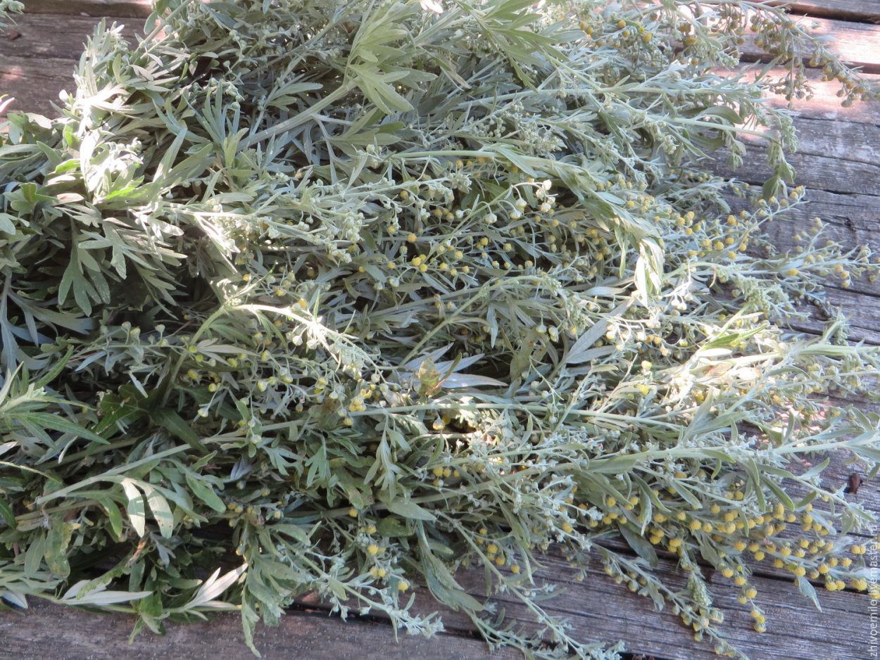 Полынь Садовая серебристая