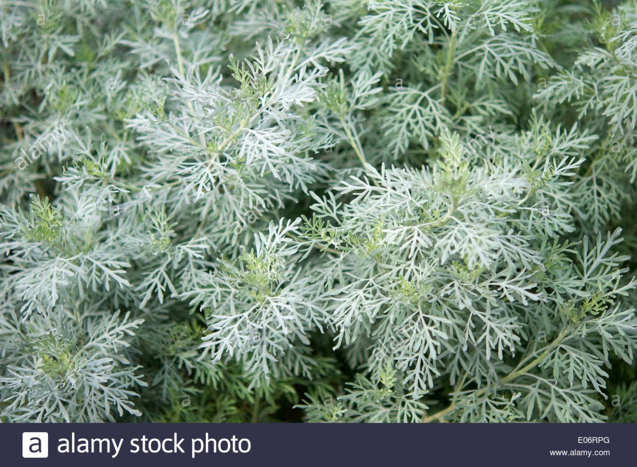 Полынь Крымская (Artemisia Taurica)