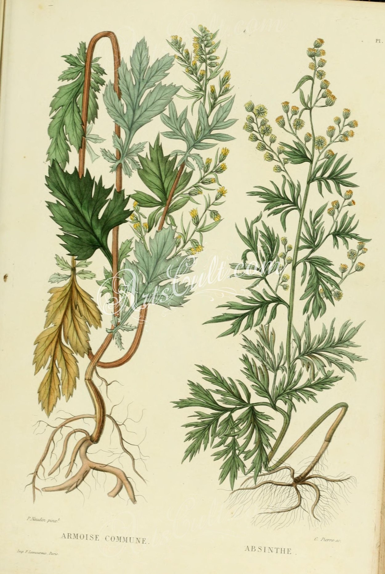 Artemisia SP