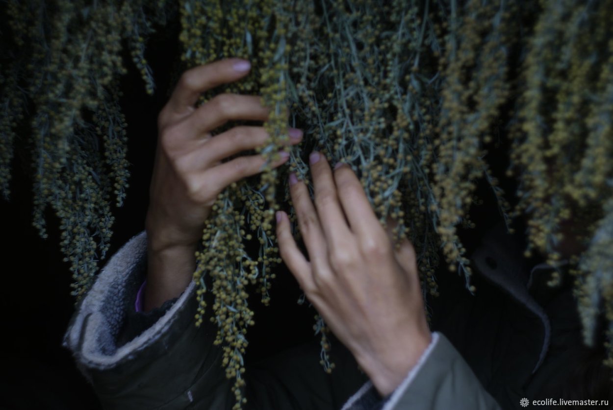 Полынь горькая чернобыльник