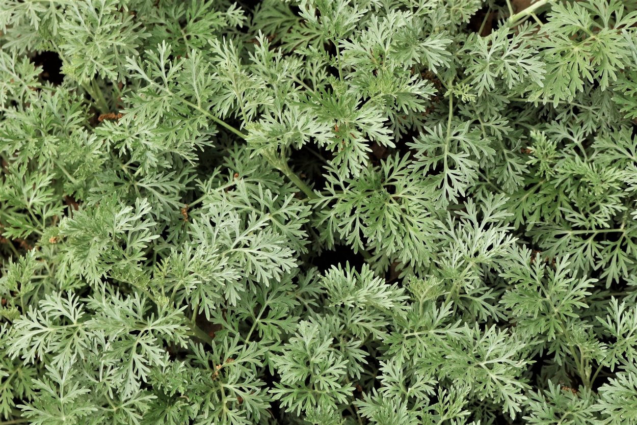 Artemisia chamaemelifolia