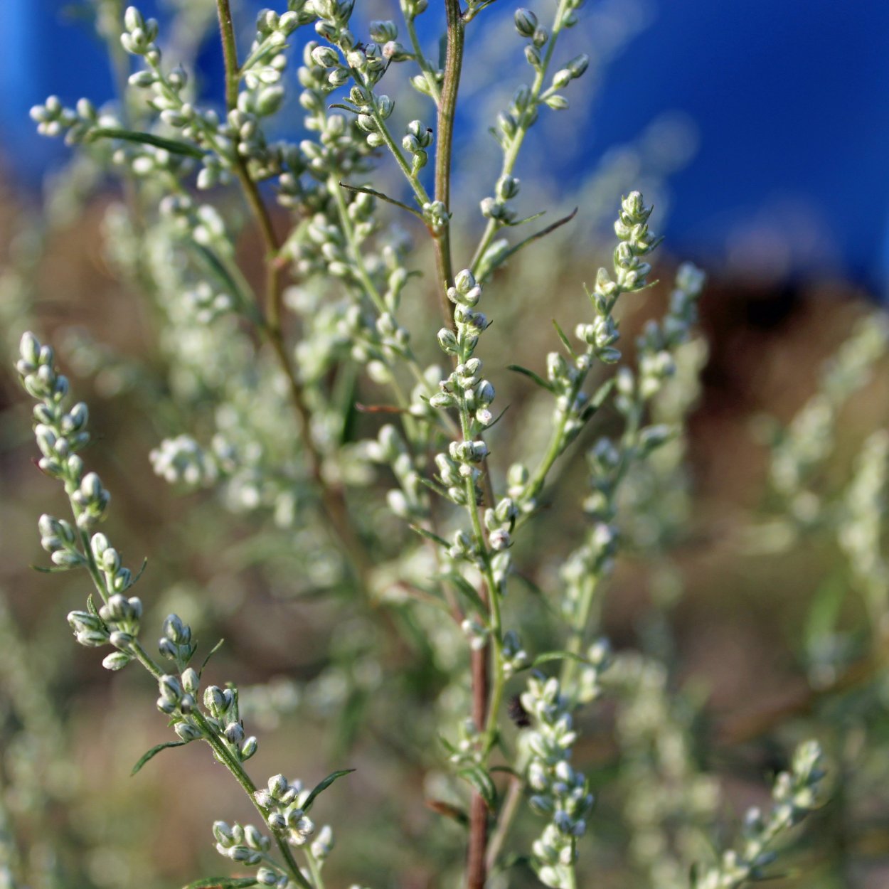 Полынь Австрийская Artemisia austriaca