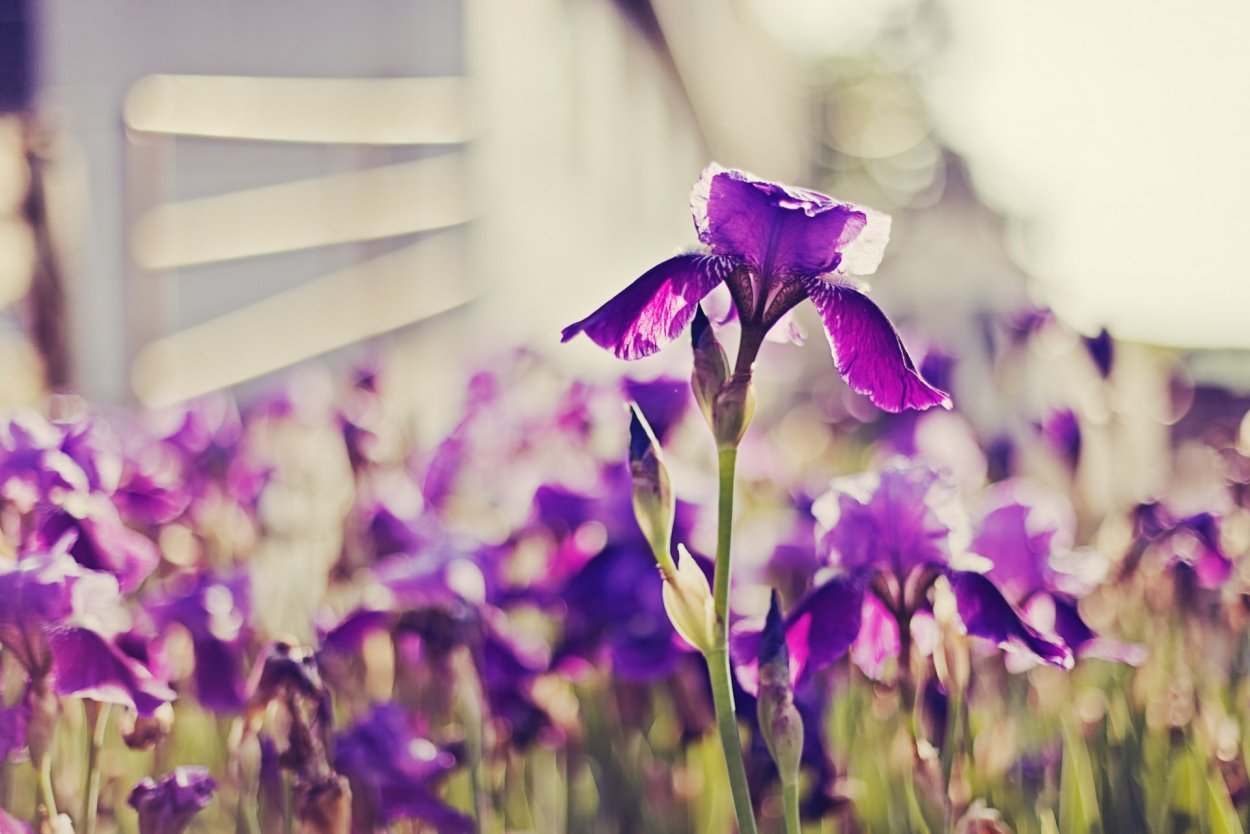 Ирис Маргарет Виола Вайт