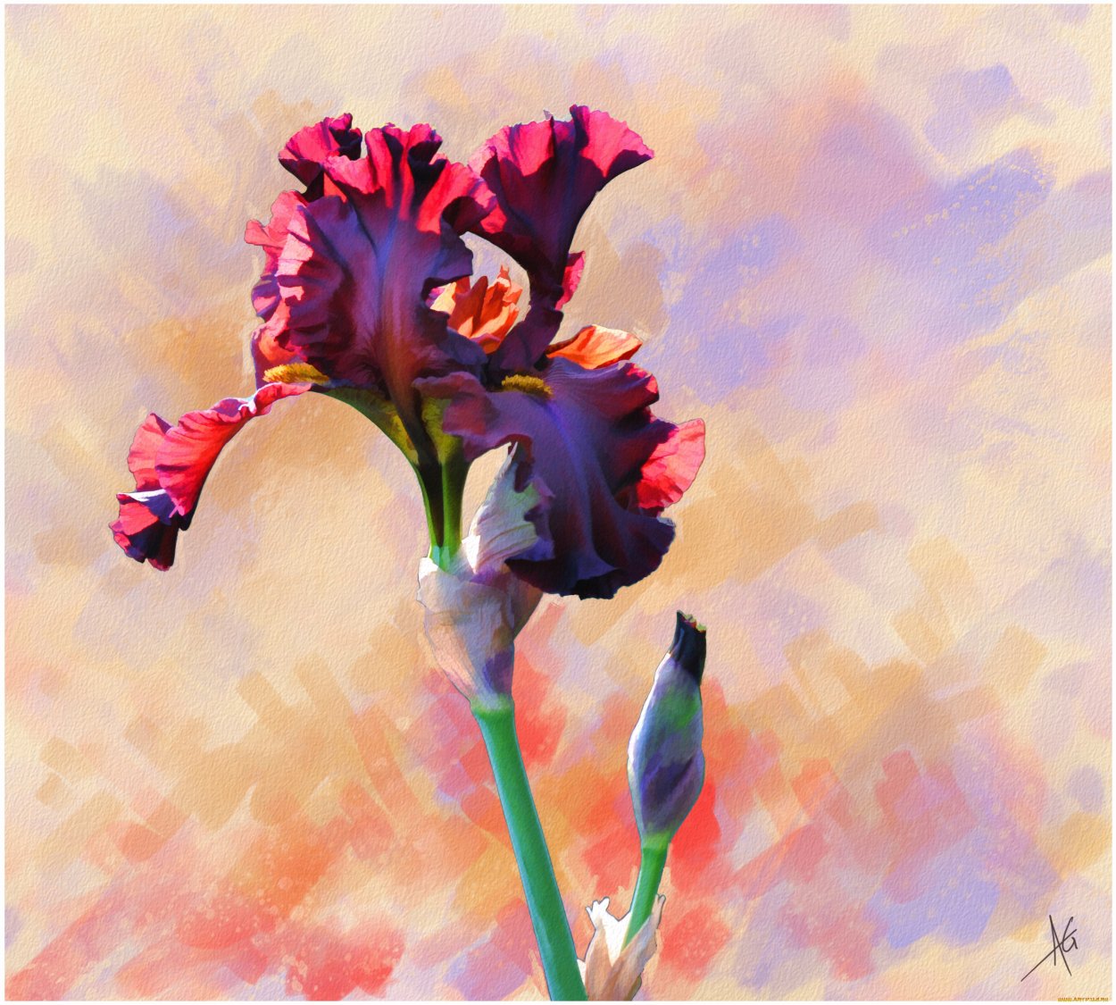 Carol Cavalaris ирисы