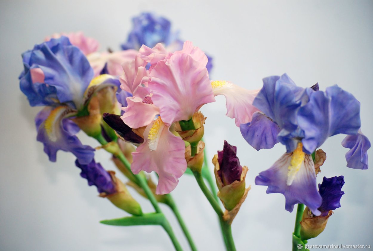 Ирисы Gathering Light