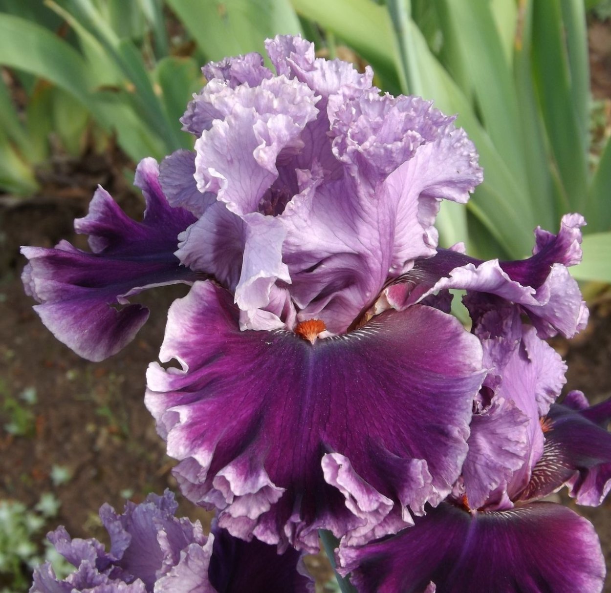 Винтер а. "черные ирисы"