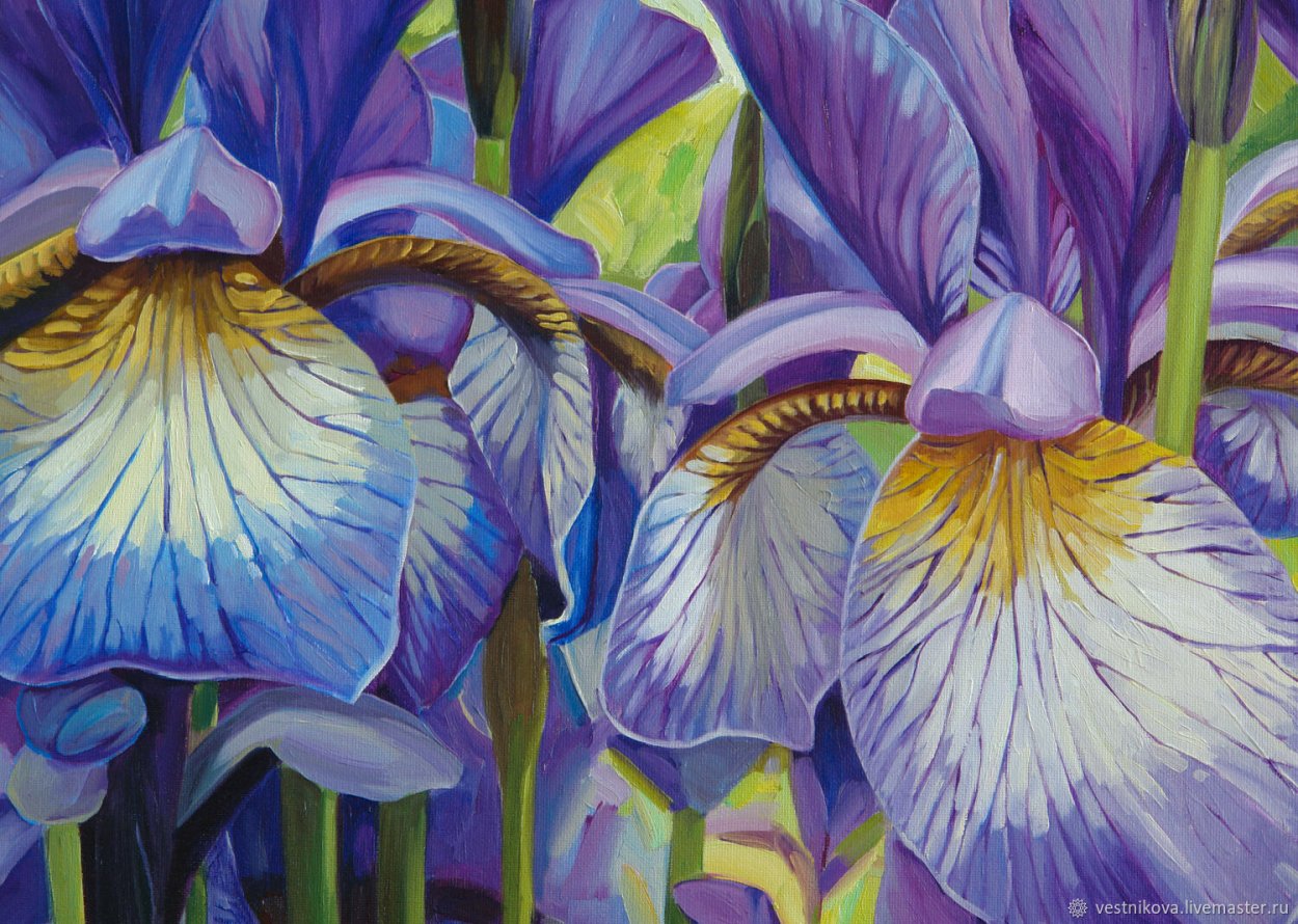 Ирис кэптин САНДЭБОЛД