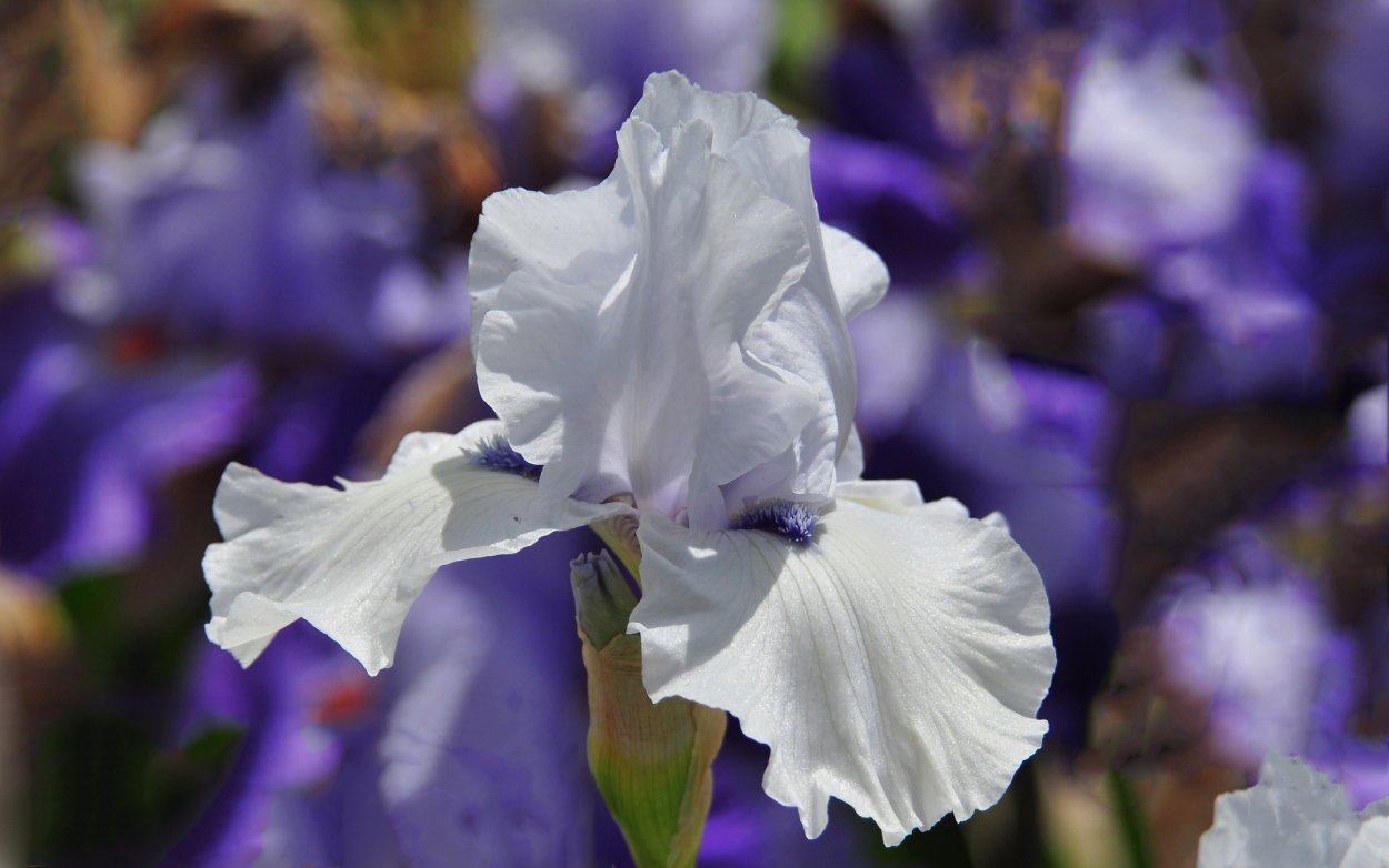 Ирис Касатик белый