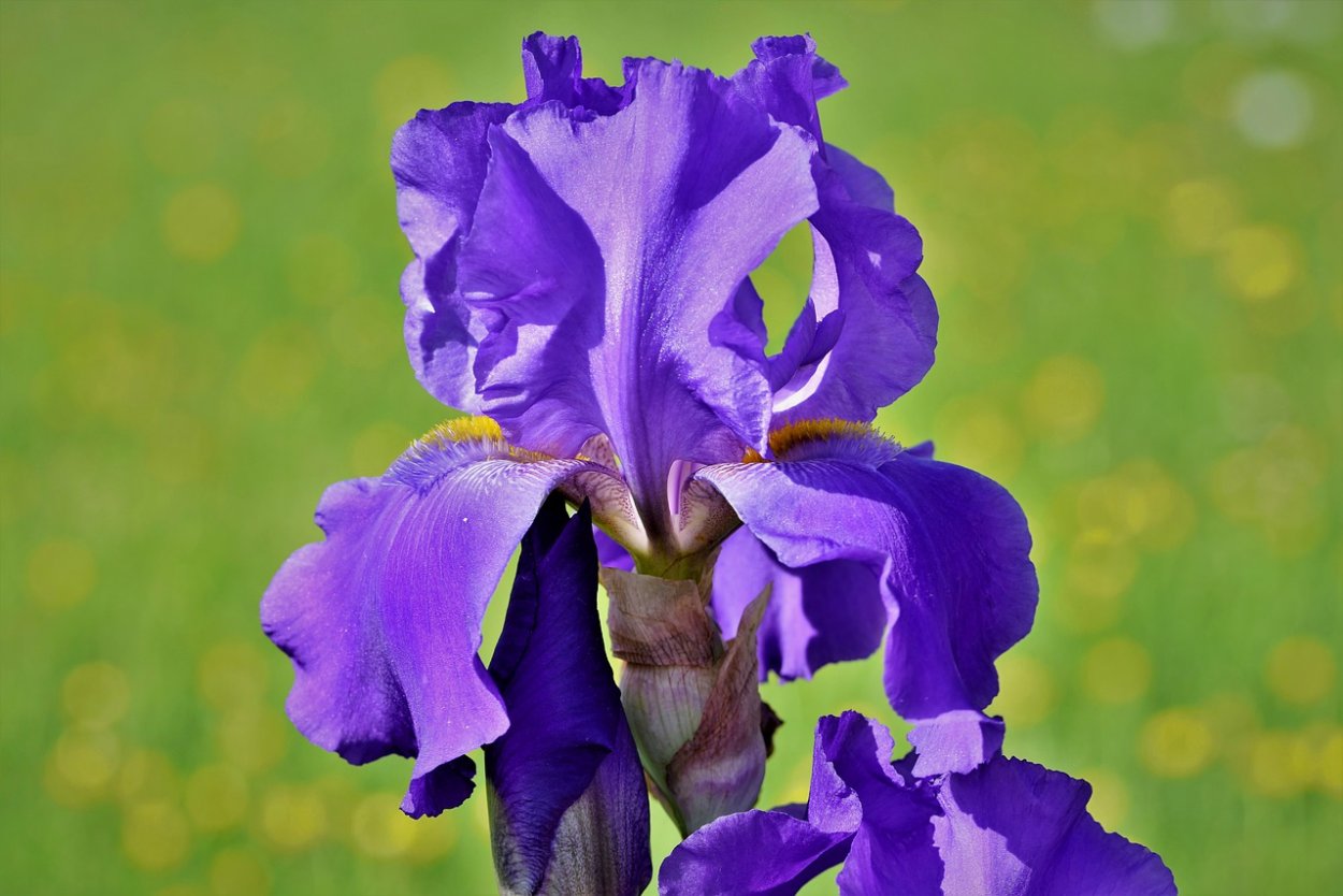 Ирис клинок