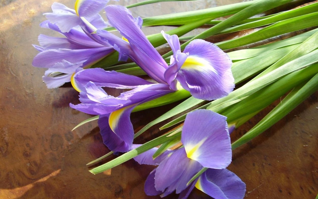 Акварели Marney Ward (Марни Вард) художник