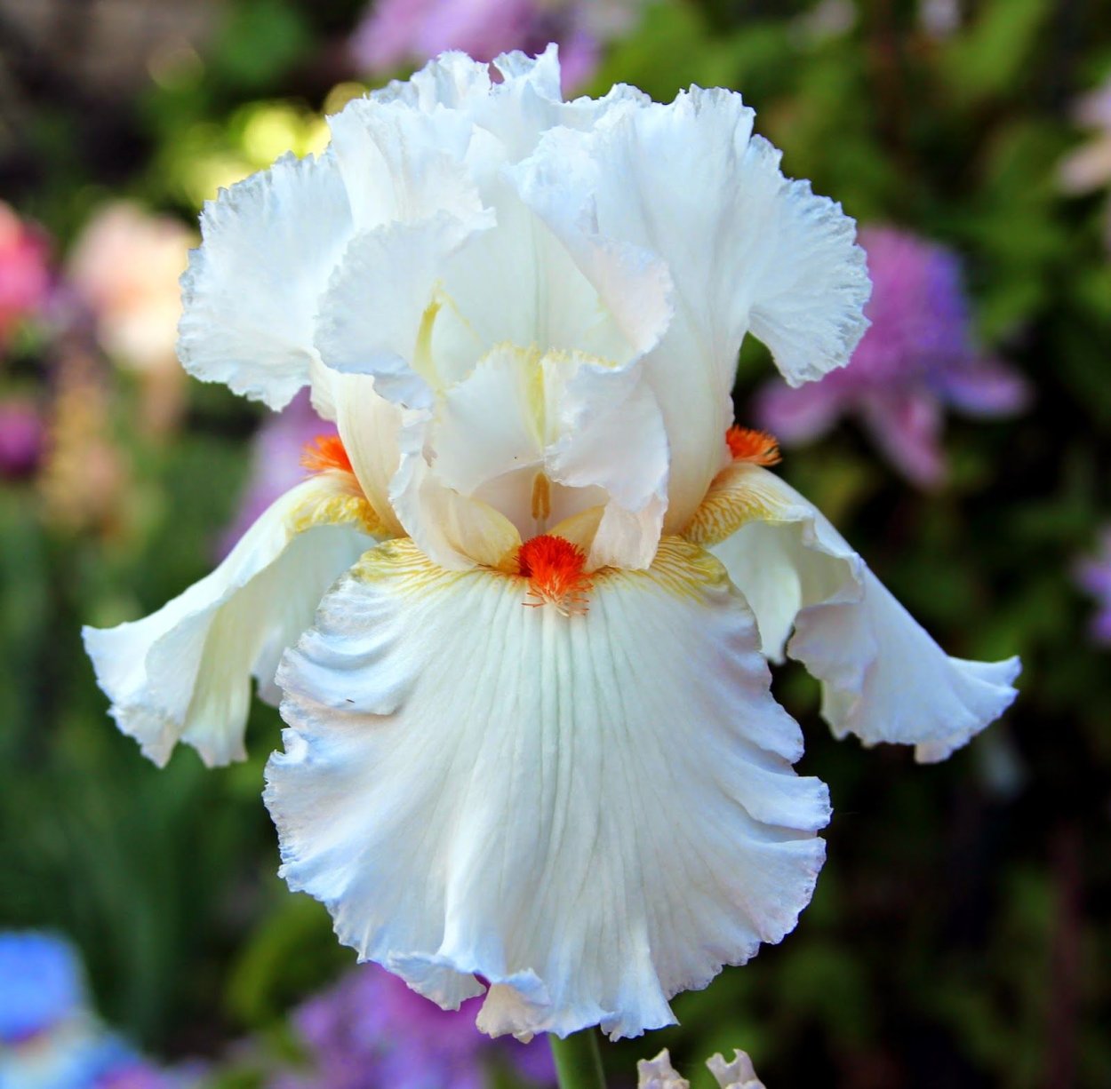 Ирисы цветы акварель