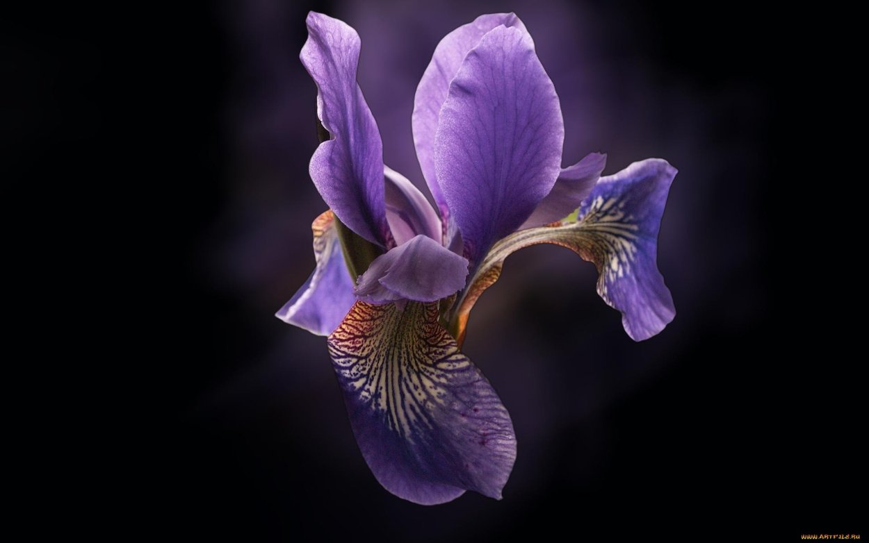 Художница Мари Берк