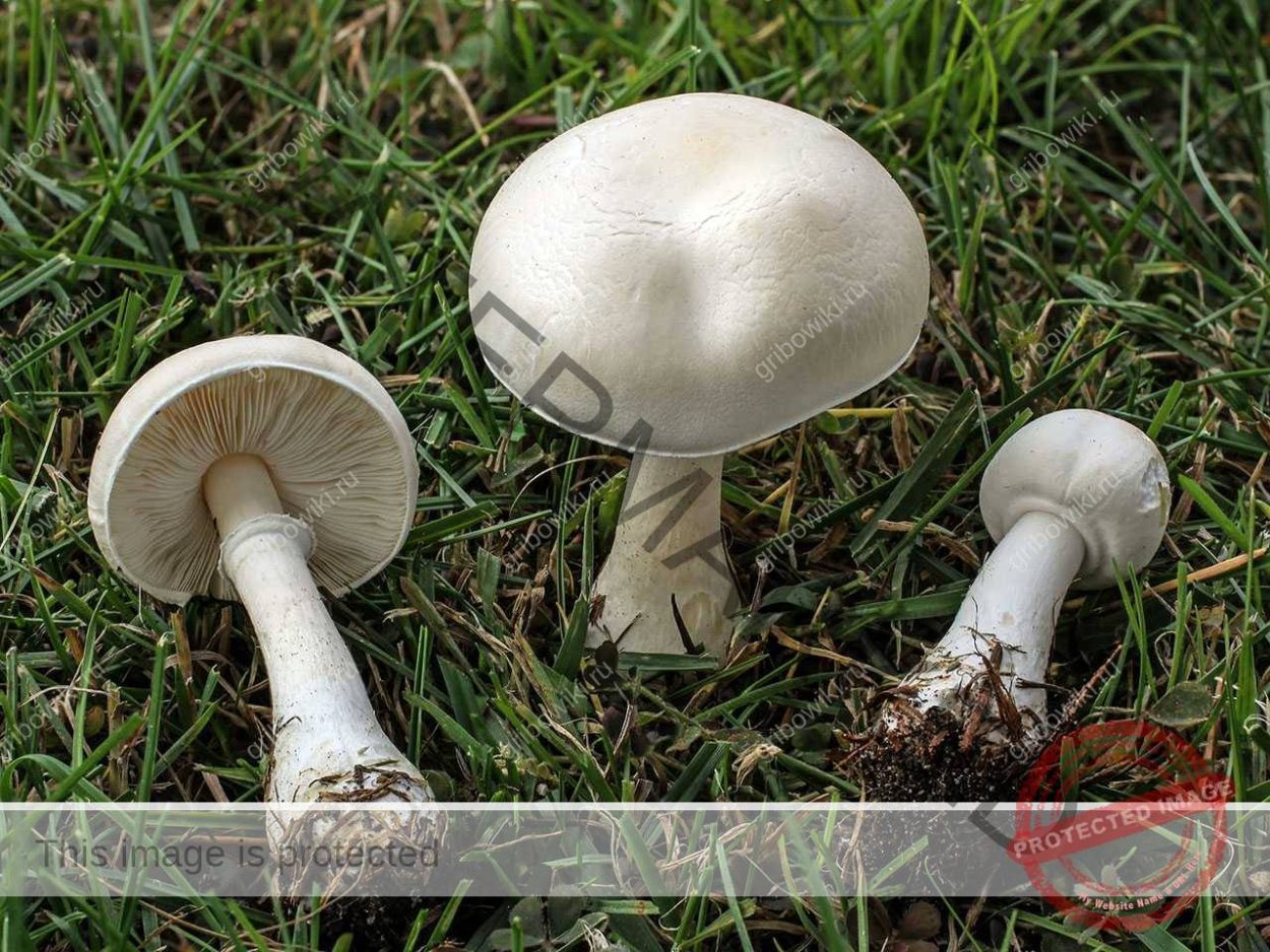 Ножка в разрезе у белошампиньона